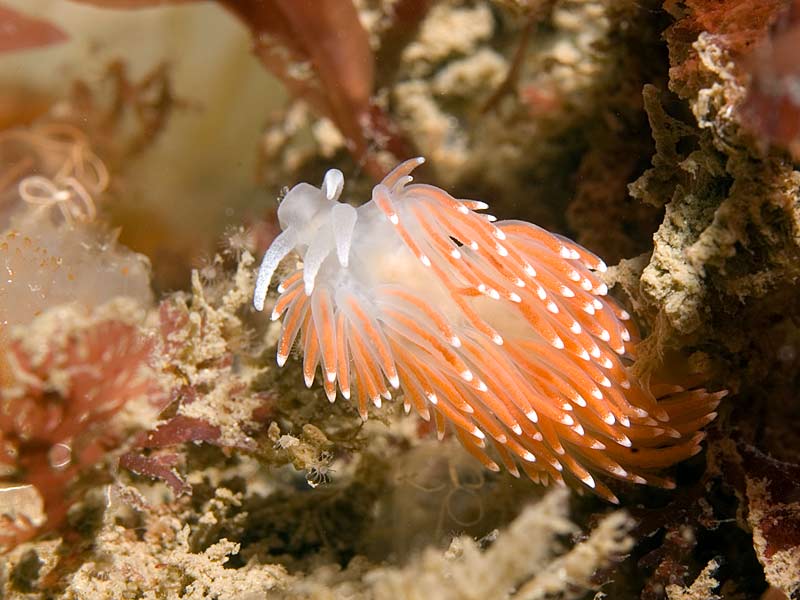 Flabellina pellucida